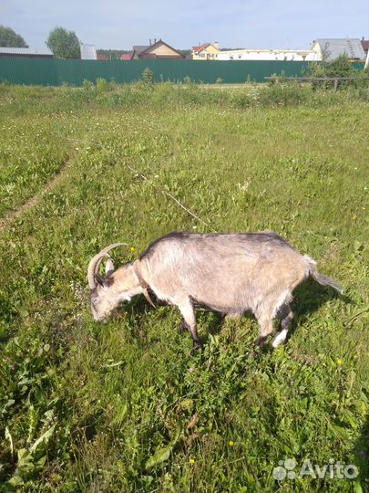 Продам коз