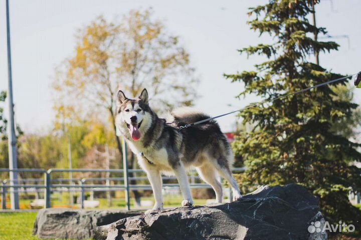 Вязка кобель