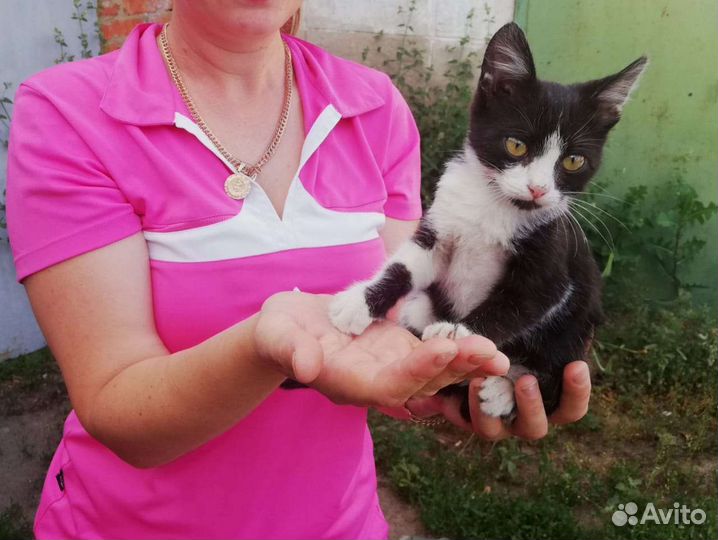 Кошка в дар