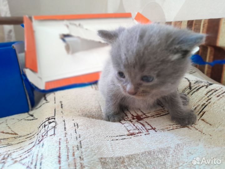 Два котёнка девочки. Уже месяц