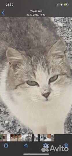 Кошка в дар