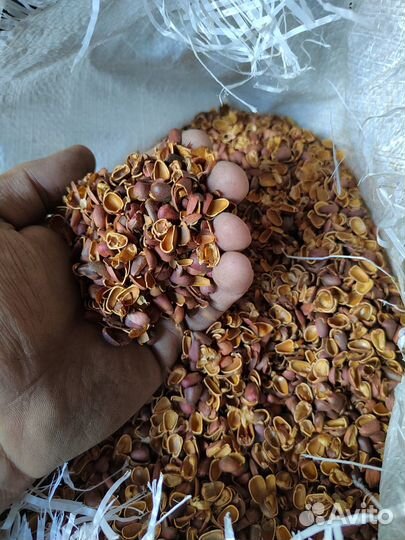 Скорлупа кедрового ореха в мешках (60 литров)