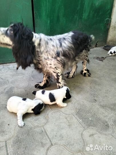 Русский спаниель