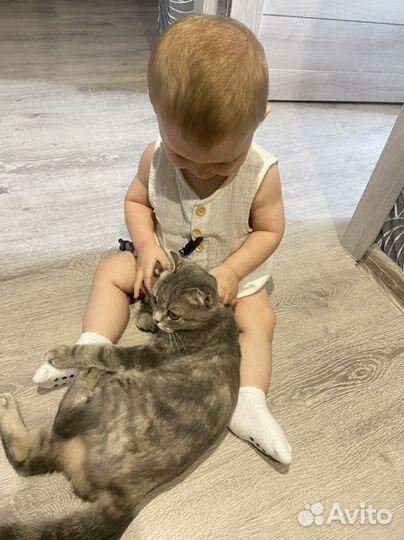 Шотландская вислоухая кошка бесплатно