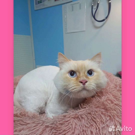 Стрижка кошек и собак