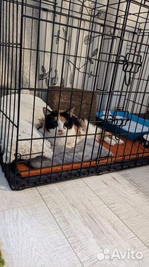 Клетка дом животных, аренда