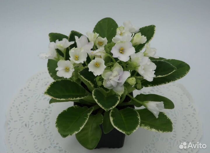 Фиалки сенполии сортовые