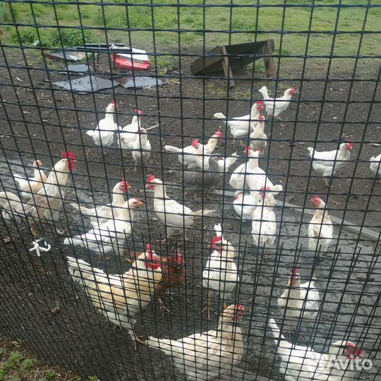 Домашние куриные яйца