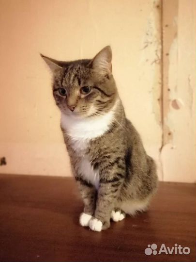 Кошка в добрые руки