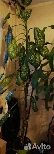 Комнатные цветы