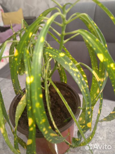 Кодиеум кротон