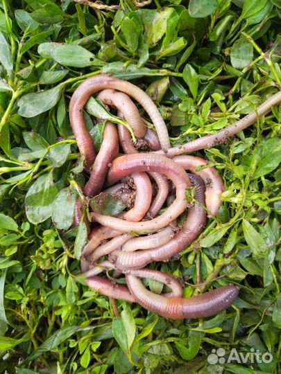 Червь выползок