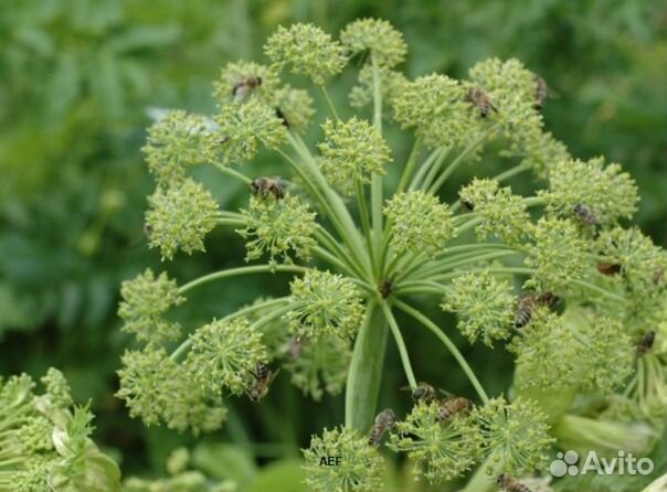 Мёд 2024 года натуральный опт