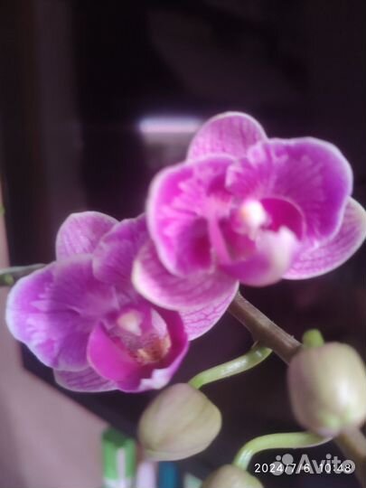 Орхидея violet queen бабочка