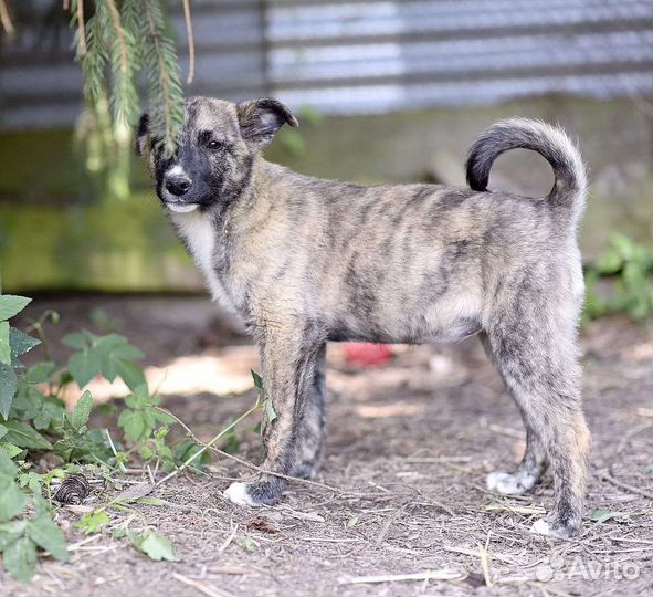 Тигруша в дар