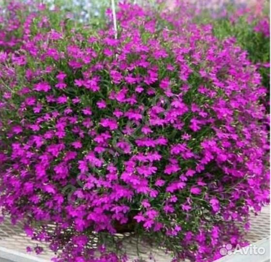 Лобелия,гацания,гипсофила,статица