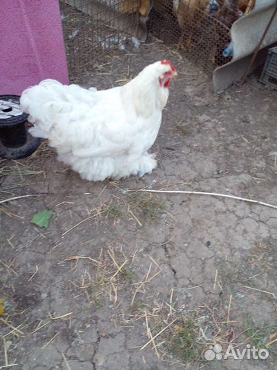 Курочки кохинхины