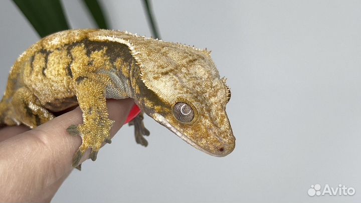 Бананоед Extrim самка