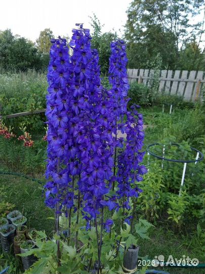 Дельфиниум многолетний синий