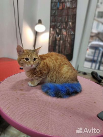 Груминг. Стрижка собачек и кошечек)