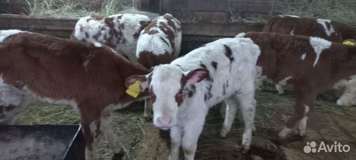Бычки на откорм Холмогоры помесь с абердинами