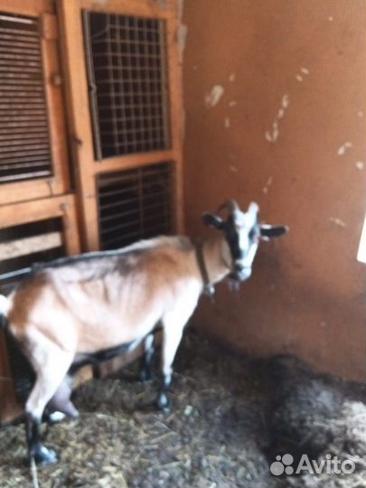 Коза дойная