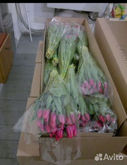 Тюльпаны оптом