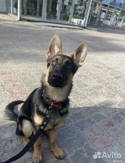 Немецкая овчарка