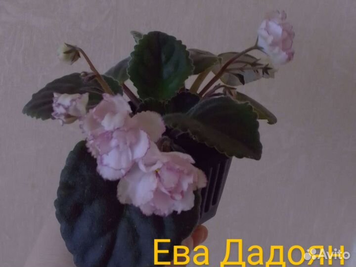 Фиалка/черенки