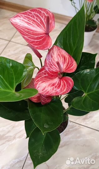 Антуриум Ливиум Ред