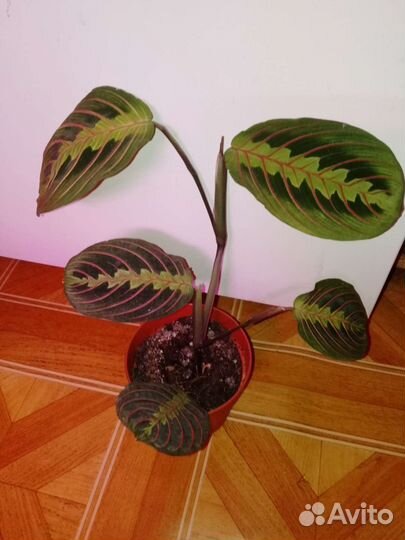 Маранта триколор