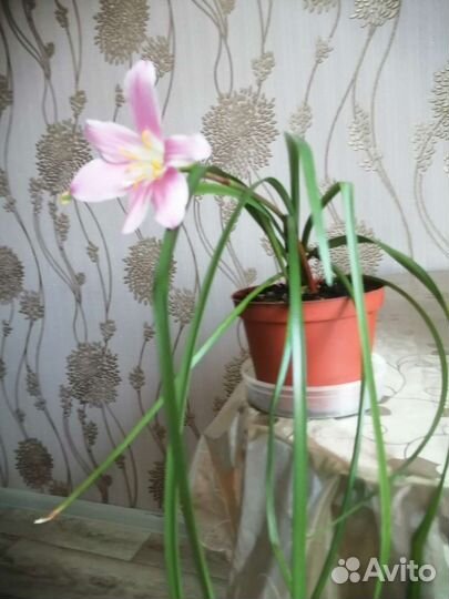 Зефирантес выскочка