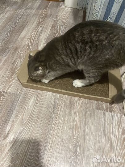 Кошка весла ухая котенок