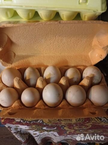 Утиные яйца объявление продам