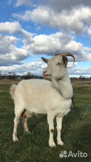 Коза дойная молочная