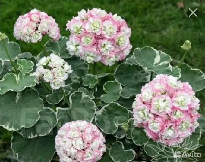 Пеларгония герань комнатные растения цветы