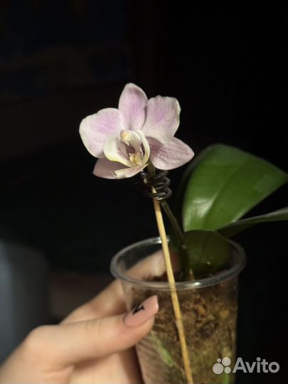 Орхидея фаленопсис