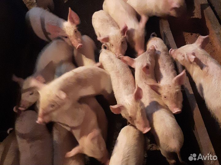 Поросята ландрас дюрок