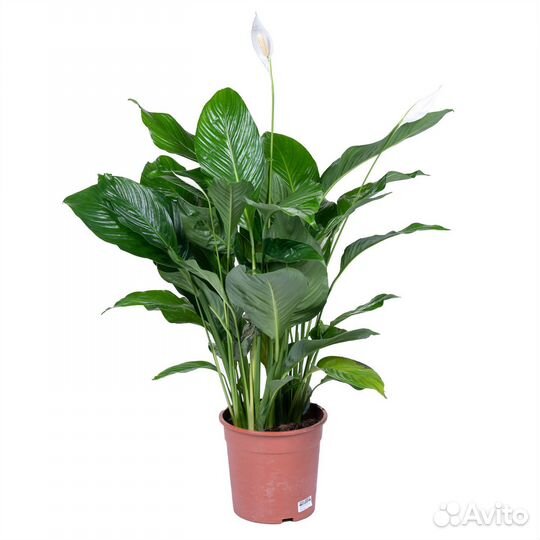 Растения для офиса и дома