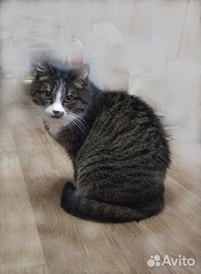 Отдам в добрые руки кошечку