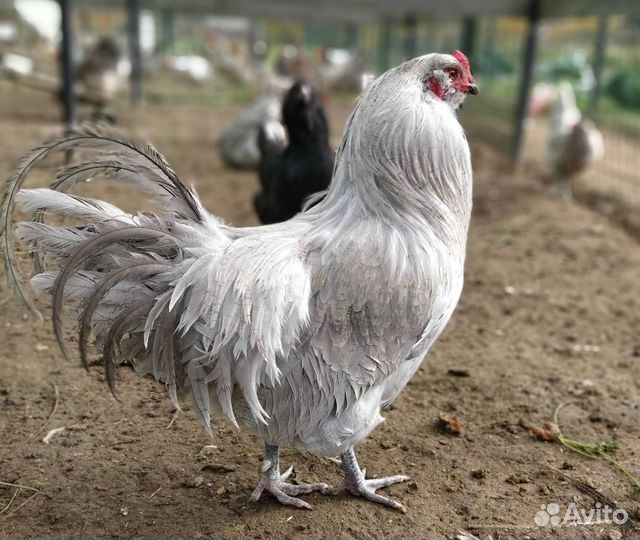 Амераукана билефельдер, синь синь дянь