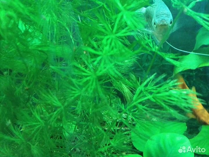 Ассортимент аквариумных растений