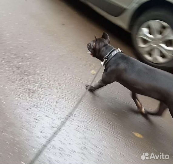 Выгул собак с 12 лет