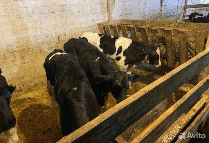 Бычки и тёлочки