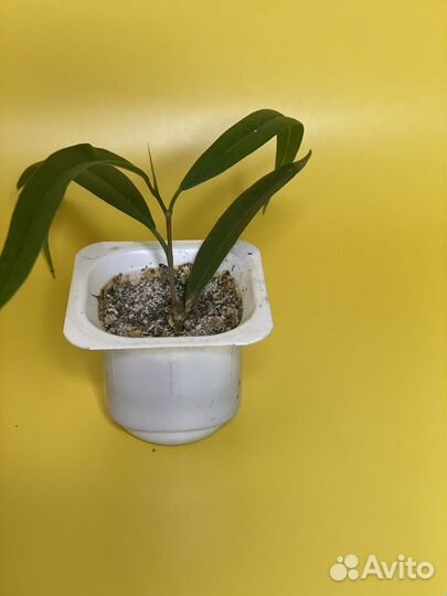 Фикус Али Биннендийка