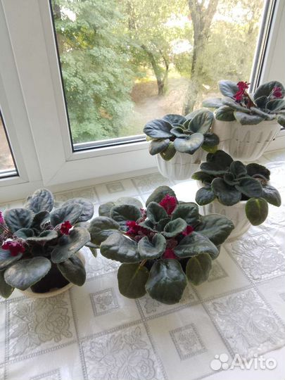 Сортовые фиалки