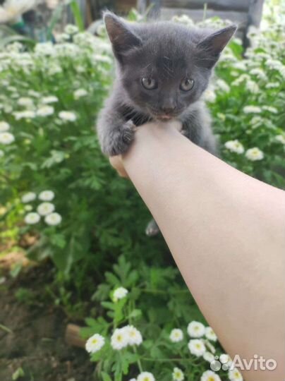 Котята в добрые руки бесплатно