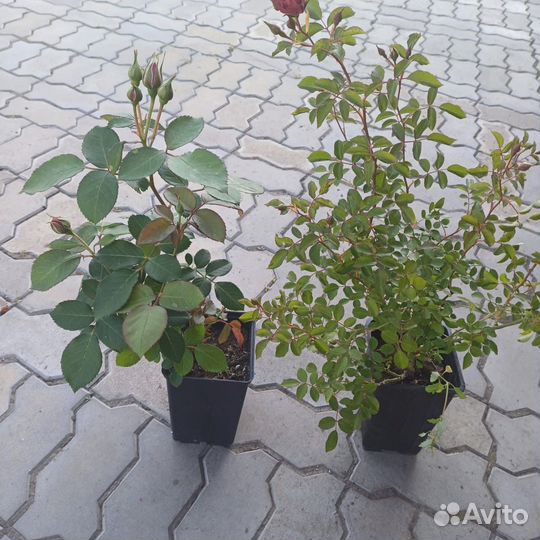 Розы