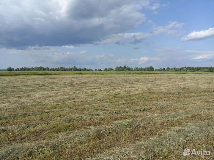 Сено в круглых (рулонах) тюках