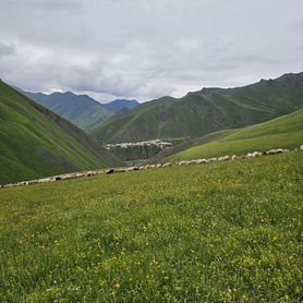 Овцы матки ягнята ярочки,баранчики